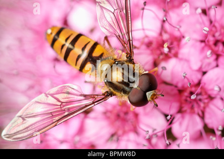 Eine männliche Episyrphus Balteatus Hoverfly Fütterung auf eine Spiraea Blume. Stockfoto