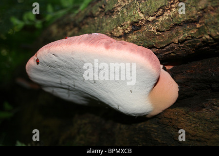 Beefsteak Pilz Fistulina Hepatica Taken an Dibbinsdale LNR, Wirral, UK Stockfoto