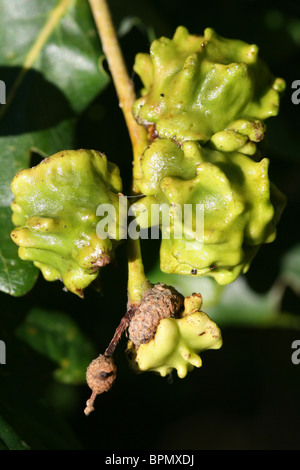 Eiche Knopper Galle verursacht durch die Gall Wasp Andricus Quercuscalicis Taken in Wirral, Großbritannien Stockfoto