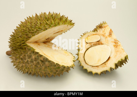 Durian (Durio Zibethinus), eröffnet Frucht, Studio Bild vor einem weißen Hintergrund. Stockfoto