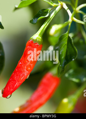 Rote Paprika mit Wassertropfen drauf Makro Nahaufnahme Stockfoto