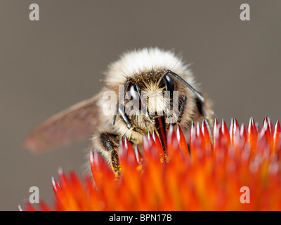 Eine Hummel, Fütterung auf Sonnenhut. Stockfoto