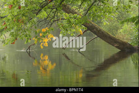 Herbst Flut, Estland Stockfoto