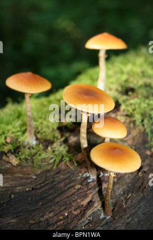 Beerdigung Bell Galerina Marginata Taken an Dibbinsdale LNR, Wirral, UK Stockfoto