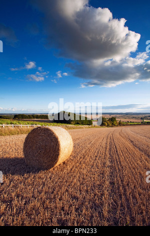 Rundballen Stroh in einem Stoppelfeld mit Blick auf den Fluss Ancholme Tal im ländlichen North Lincolnshire, England, UK Stockfoto