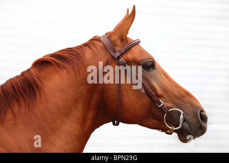 Ein Portrait eines Pferdes isoliert auf weißem Hintergrund Stockfoto