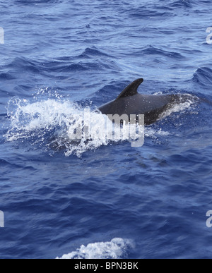 Pilotwal frei im offenen Meer blaue Mittelmeer schwimmen Stockfoto