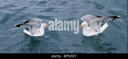 aktiven Möwen Möwen über blaue Meer Ozean Vögel Stockfoto