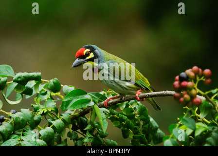 Kupferschmied Barbet (Megalaima Haemacephala) thront auf einem Ast eines Baumes in Gujarat, Indien Stockfoto