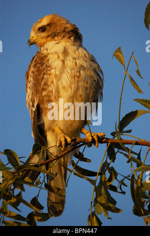 Juvenile Schlangenaale Bussard (Butastur Teesa) thront auf einem Ast eines Baumes in Gujarat, Indien Stockfoto