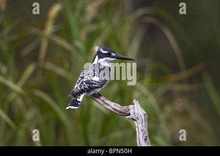 Pied Kingfisher Stockfoto