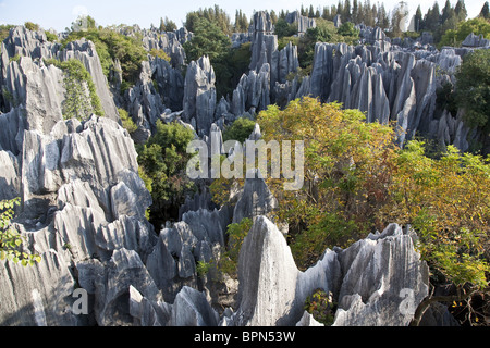 Blick über große Steinwald, Karstformationen, Shilin, Yunnan, Volksrepublik China, Asien Stockfoto