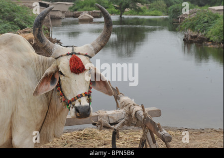 Flutopfer Leben auf die einzige trockene Gebiete in Sujawal, Provinz Sindh, Pakistan auf Mittwoch, 1. September 2010 Stockfoto