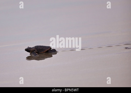 Unechte Karettschildkröte Jungtier kriecht auf den Atlantischen Ozean auf der Isle of Palms, SC Stockfoto