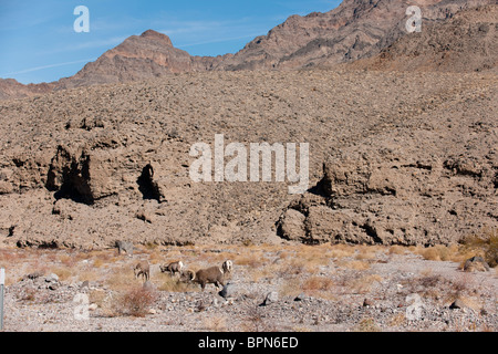 Dickhornschafe, Ovis Canadensis, Death Valley Nationalpark, Kalifornien, USA Stockfoto