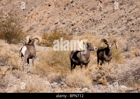 Dickhornschafe, Ovis Canadensis, Death Valley Nationalpark, Kalifornien, USA Stockfoto