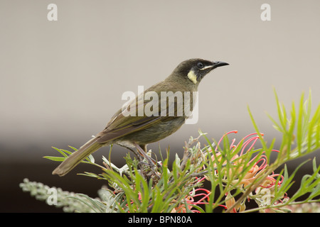 Lewins Honigfresser (Meliphaga Lewinii) im Lamington Nationalpark, Queensland, Australien. Stockfoto