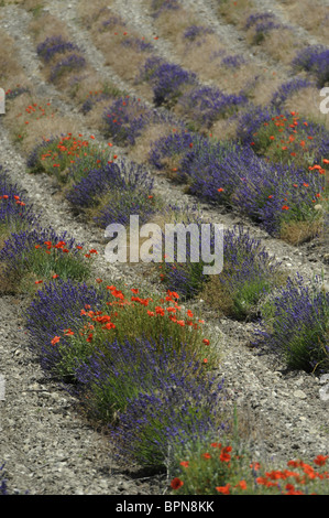 Blühender Lavendel und Mohn auf Feldern an die Baronnies, Haute Provence, Provence, Frankreich, Europa Stockfoto