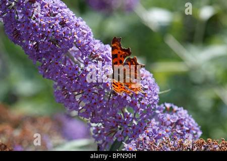 Komma-Schmetterling auf Buddleja 'Lochinch' in Yorkshire, Großbritannien Stockfoto