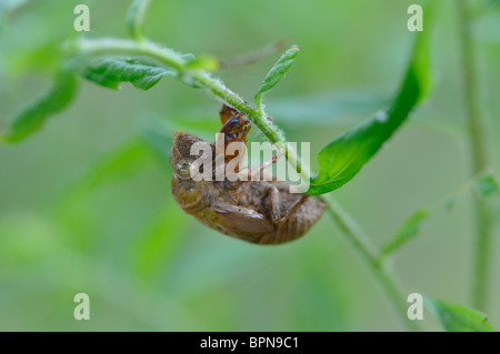 Zikade Haut ausgetrocknet Stockfoto