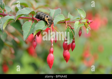 Elephant Hawk Moth Raupe Essen Fuchsien Stockfoto