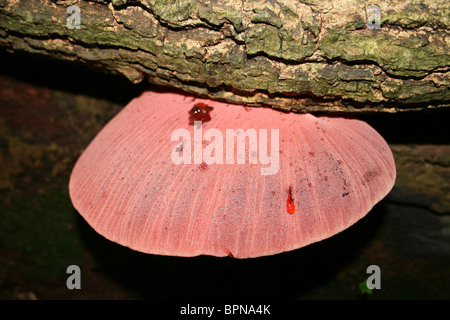 Beefsteak Pilz Fistulina Hepatica Taken an Dibbinsdale LNR, Wirral, UK Stockfoto