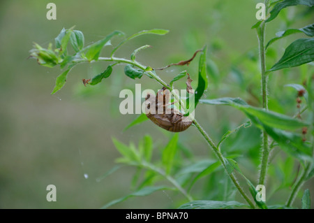 Zikade Haut ausgetrocknet Stockfoto