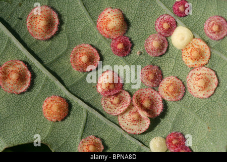 Gemeinsamen Spangle Gall auf Eiche Blätter verursacht durch die Gall Wasp Neuroterus Quercusbaccarum Taken in Wirral, Großbritannien Stockfoto