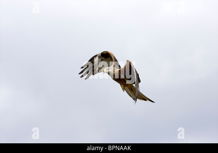 Rote Drachen MIlvus Milvus im Flug, Rhayader, Powys, Stockfoto