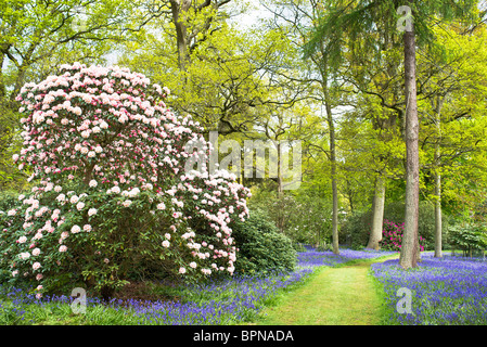 Schöne Frühlingslandschaft mit Rhododendren und Glockenblumen in Bowood Wiltshire England UK EU Wald Stockfoto