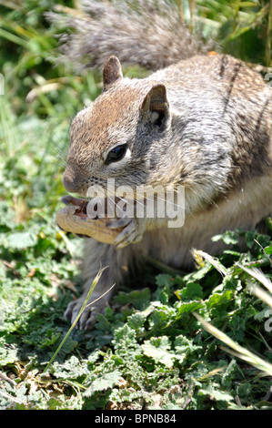 Eichhörnchen Essen Erdnuss Stockfoto