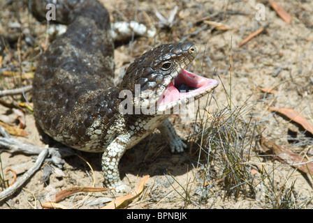 Shingleback Eidechse, Westaustralien. Stockfoto