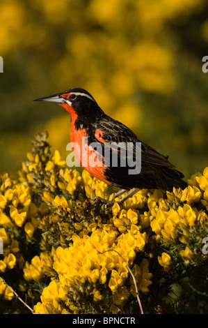 Long-tailed Meadowlark oder Militär Starling Karkasse Insel. Falkland Islands.There sind vier Rennen der Long-tailed Meadowlarks Stockfoto