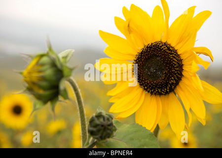 Eine Nahaufnahme in einem Garten einer Sonnenblume mit einer geschlossenen Knospe im Hintergrund unscharf. Stockfoto