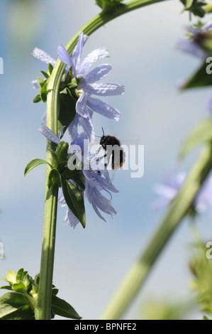 Biene, die Landung auf Chicorée-Blume Stockfoto