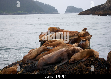 Steller (Nord-) Seelöwen, Kenai Fjords National Park, in der Nähe von Seward, Alaska. Stockfoto