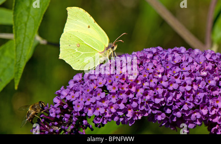 Nahaufnahme einer Brimstone Schmetterling und Honig Biene Fütterung aus Nektar aus einer Blume Sommerflieder. Stockfoto