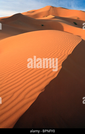 Licht- und Schattenspiel bei Sonnenaufgang über den Dünen von Erg Chebbi in der Nähe von Merzouga in Marokko Stockfoto