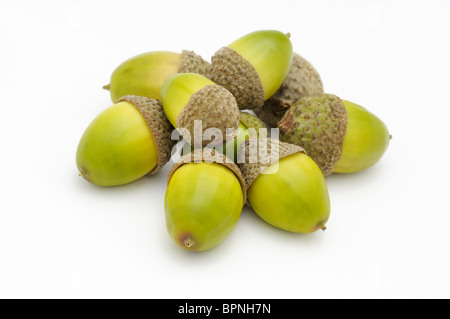 Haufen Sie Eicheln aus Kastanie-Eiche, Quercus prinus Stockfoto