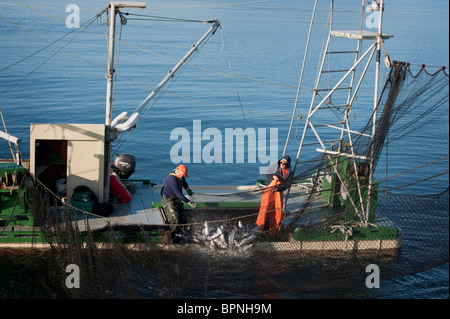 Wild Pacific Salmon Reefnet Angeln ist eine historische Pacific Northwest Lachsfischen Methode. Männer schleppen Fisch ins Leben halten. Stockfoto