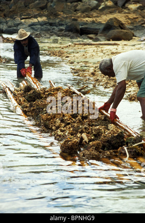 Dorfbewohner sammeln Korallenstein bestimmt für amerikanische Aquarien, Coral Coast, Viti Levu, Fidschi Stockfoto