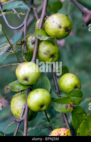 Holzapfel (Malus Sylvestris) Stockfoto