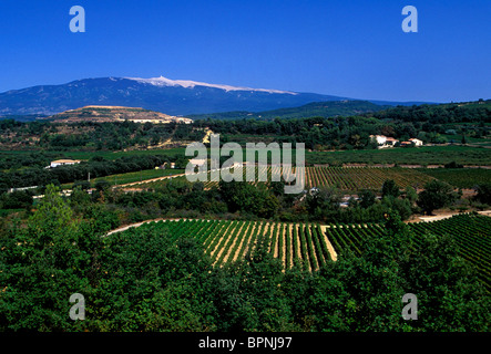 Traube Weingarten Traube Weinberge, Mont Ventoux, Nesque Tal, zwischen den Städten Saint Didier und Venasque, Vaucluse, Provence, Frankreich, Europa Stockfoto