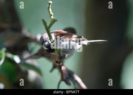 Männlicher Haussperling, Passer Domesticus, auf dem Ast eines Apfelbaums, Malus domestica Stockfoto