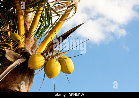 Eine Kokospalme mit Baum Kokosnüsse gegen einen sonnigen Himmel Stockfoto