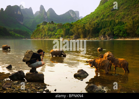 Ein Tourist nimmt ein Bild von einem Büffel in Yangshuo, Provinz Guangxi, China. Asien Stockfoto