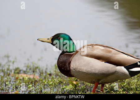 Eine selektiv fokussierte Nahaufnahme von einer schönen Stockente mit schönen Farben und details Stockfoto