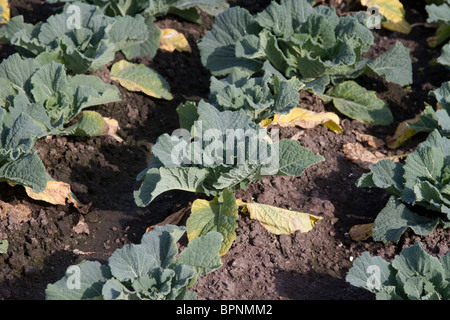 Wirsing, Anzeichen für eine Krankheit   Club Root oder Phytomyxea. Stockfoto