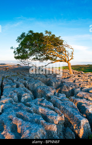 Kalkstein Felsen Karsterscheinung, Holme, Burton und Hutton Dach, Cumbria, Lancashire, England, Uk, Europa Stockfoto