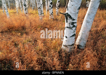 Birken umgeben vom Wind verwehten Rasen im Herbst in Michigan Stockfoto